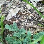 Coronilla vaginalis Leaf