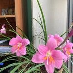 Zephyranthes roseaBloem