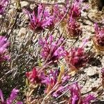 Thymus longiflorus Flower