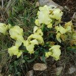 Iris lutescens Хабит