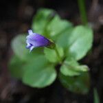 Torenia crustacea Flor