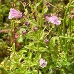 Scutellaria minor Costuma