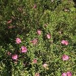 Cistus x purpureus Alkat (teljes növény)