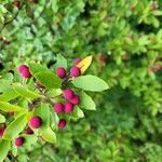 Amelanchier canadensisFruit