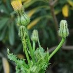 Urospermum picroides ফুল