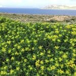 Euphorbia melitensis आदत