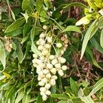 Conocarpus erectus Ffrwyth