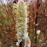 Salix lapponum Cvet