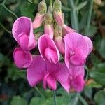 Lathyrus latifoliusКветка