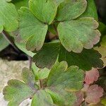 Aquilegia nigricans List