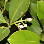 Clusia croatii Leaf