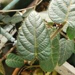 Ficus villosa Leaf