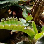 Kalanchoe daigremontiana ഇല