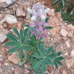 Lupinus hispanicus 花