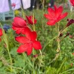 Hesperantha coccinea 花