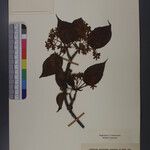 Viburnum nervosum Іншае