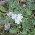 Phacelia bipinnatifida Hábitos