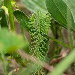 Euphorbia aleppica Leaf