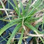 Eryngium horridum Leaf