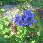 Gentiana septemfida Flor