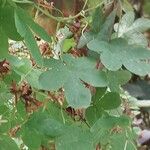 Tropaeolum peregrinum Blatt