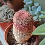 Echinocereus rigidissimus 叶