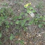 Brassica fruticulosa Hábito