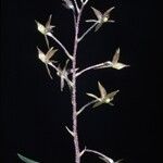 Epidendrum microphyllum Цветок