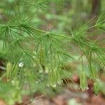 Asparagus tenuifolius 整株植物