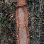 Mallotus oppositifolius Bark