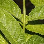 Aegiphila mollis Yaprak