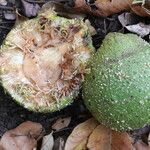 Treculia africana Fruto