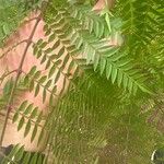 Jacaranda cuspidifolia Hoja