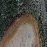 Duboscia macrocarpa Corteza