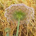 Daucus carota Květ