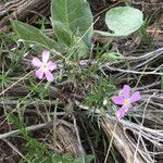 Phlox longifolia Hàbitat