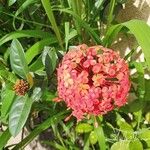 Ixora chinensis Blüte