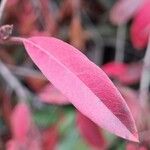 Cotoneaster frigidus Levél