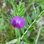 Vicia sativaKukka