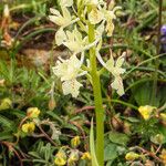 Orchis provincialis Bloem