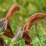 Salvia africana-caerulea Lorea