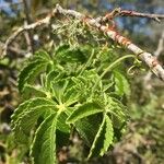 Cyphostemma hypoleucum Blad