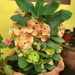 Euphorbia miliiFlower