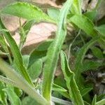 Silene italica Liść