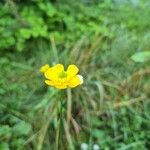 Ranunculus macrophyllus Flower