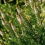 Reseda stenostachya Flower