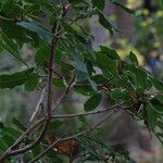 Rhododendron augustinii Blad