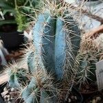 Pilosocereus pachycladus Celota