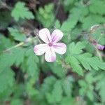 Geranium robertianumKvět