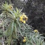 Sonchus canariensis Blüte